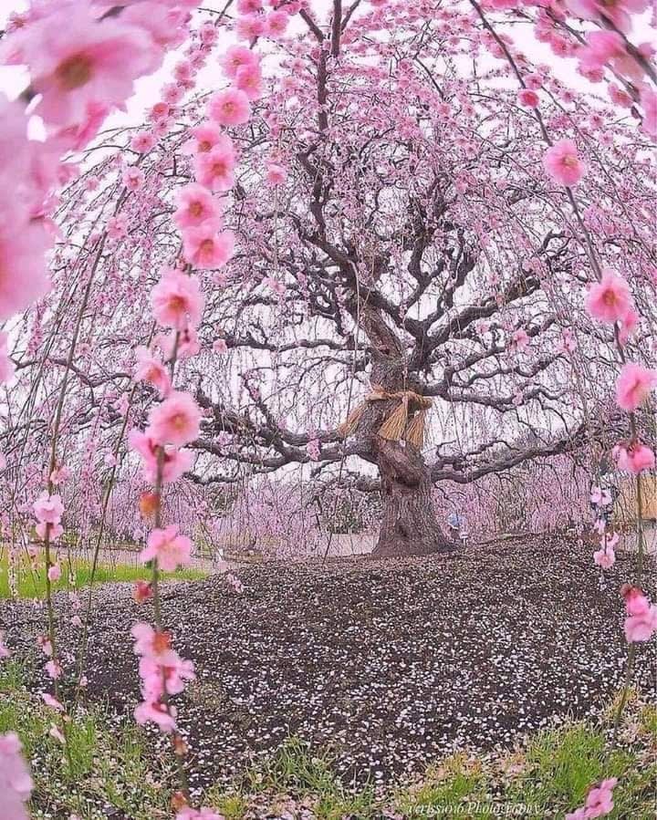 A 200-year-old cherry tree in Japan💛💛💛💛