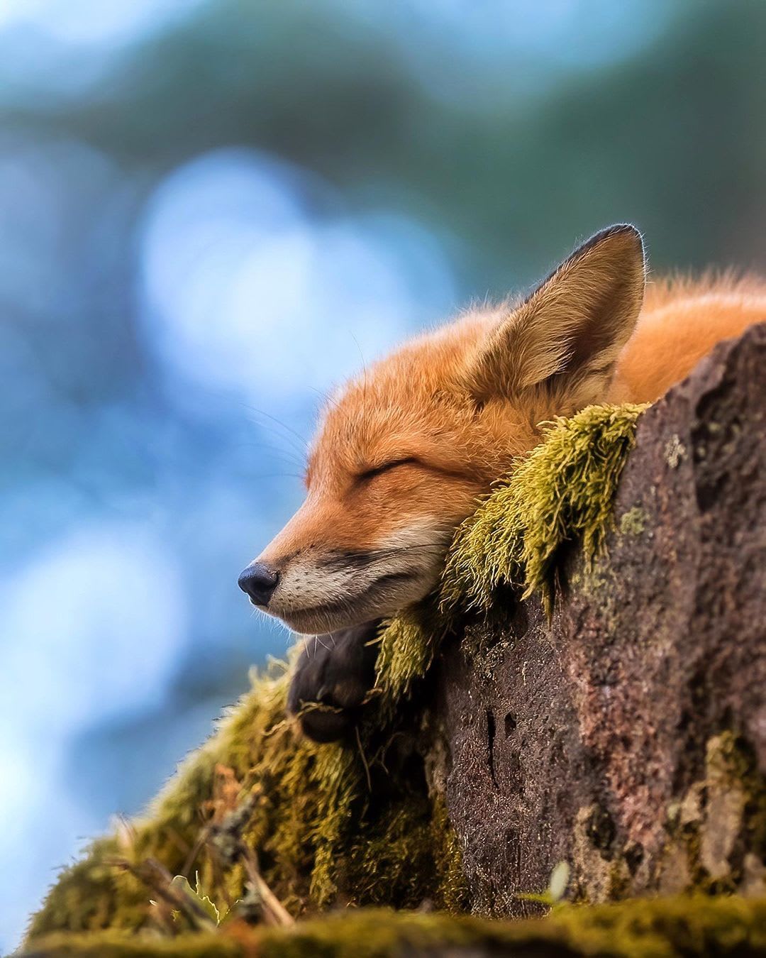 This Sleepy Fox