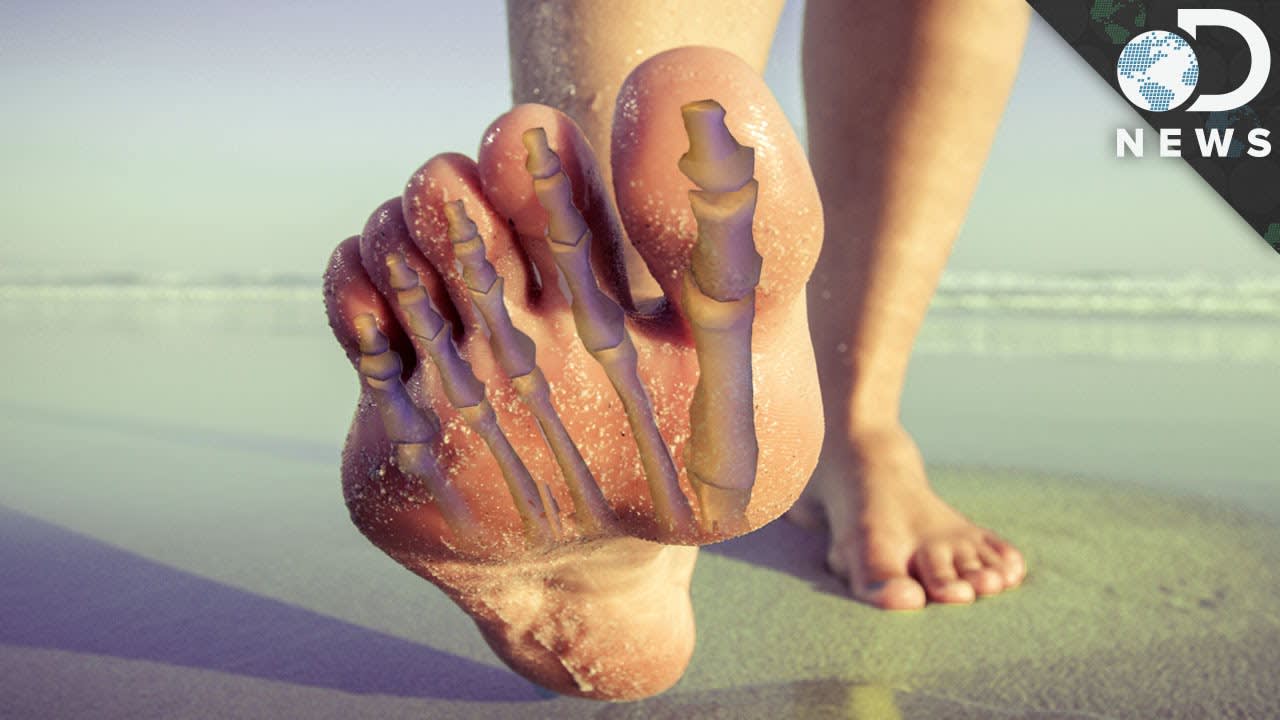 Why Did Our Toes Evolve To Look So Weird? #AskDNews