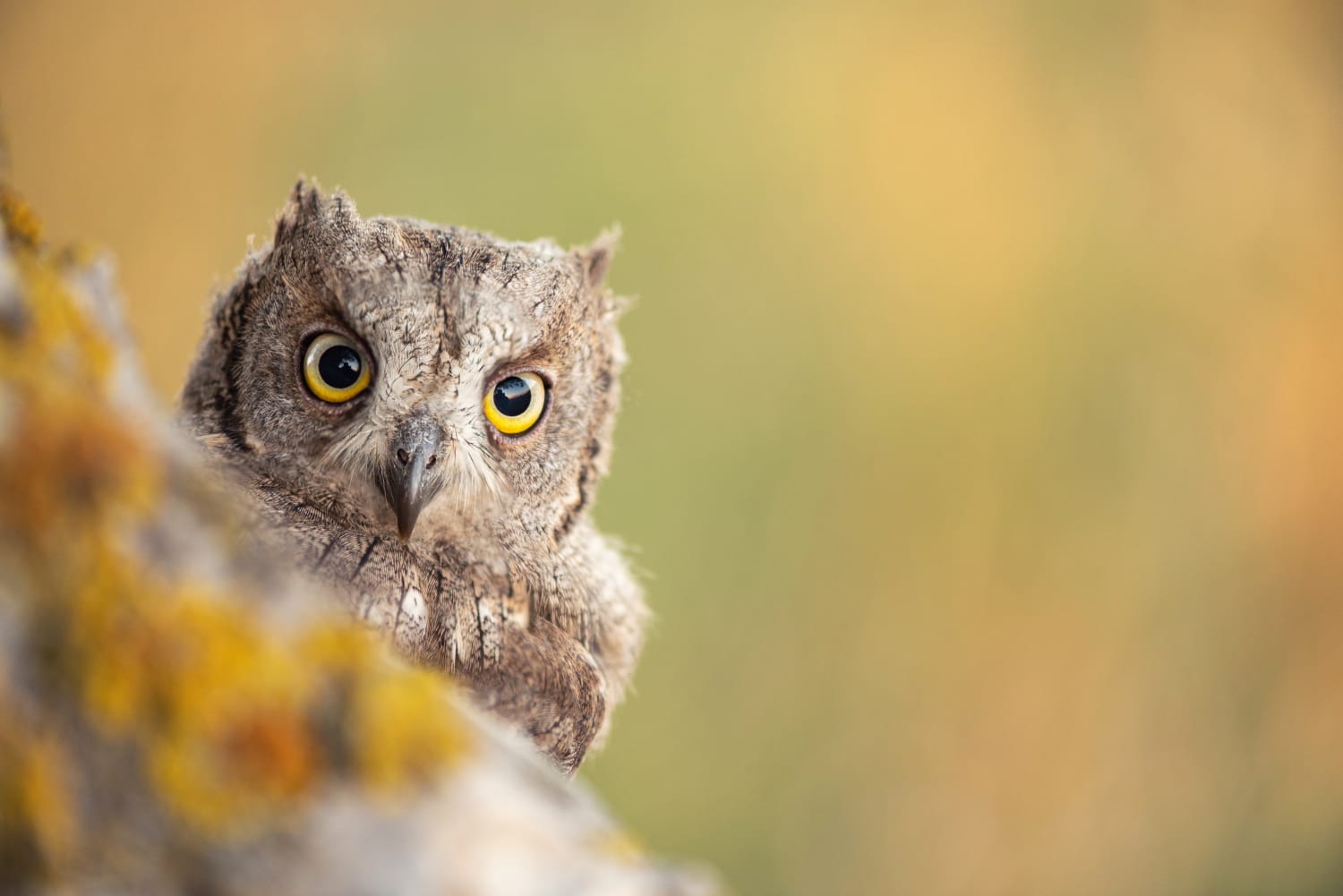 Scops Owl looking out of nesthole. Otus scops