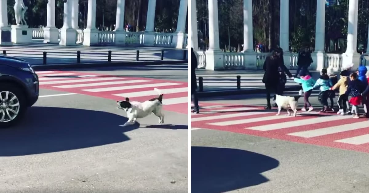 Dog Takes On Role Of Crossing Guard To Help Kids Safely Cross The Street »