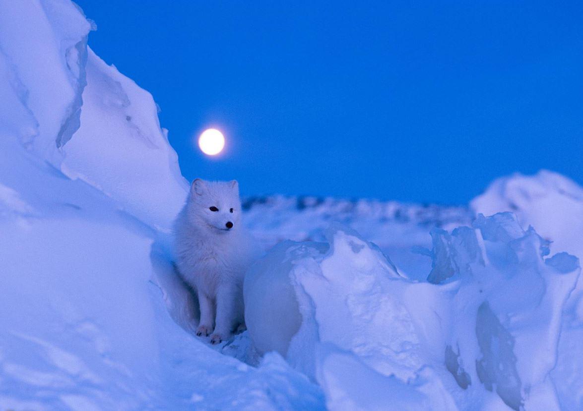 Arctic fox under full moon