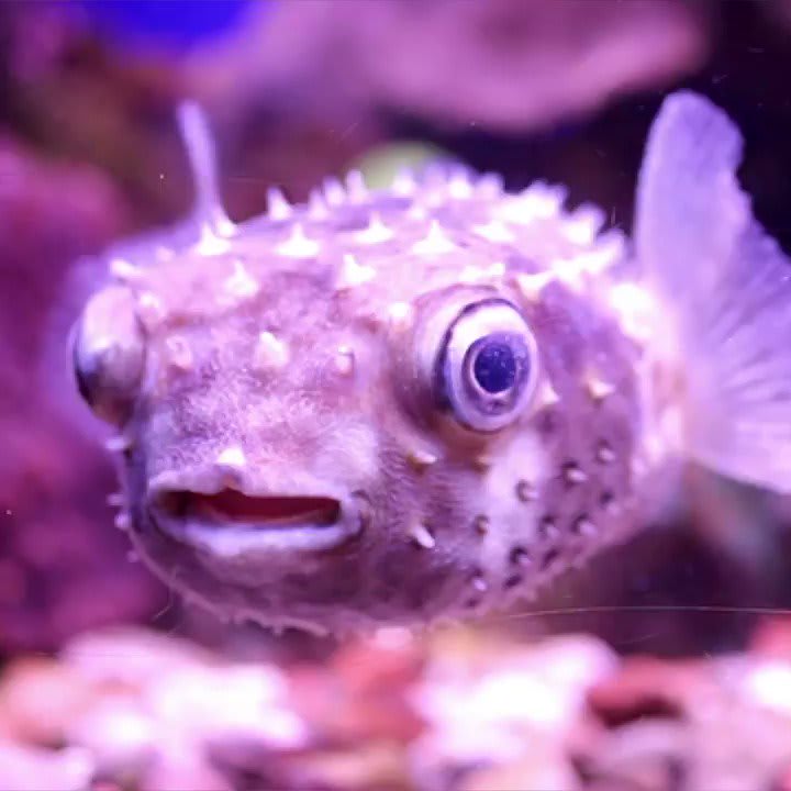 Unbelievable facts about pufferfish 🐡