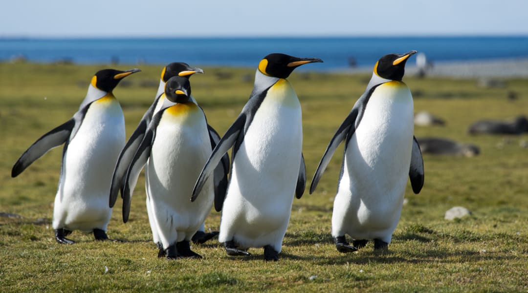 How penguin suits are inspiring future fabrics