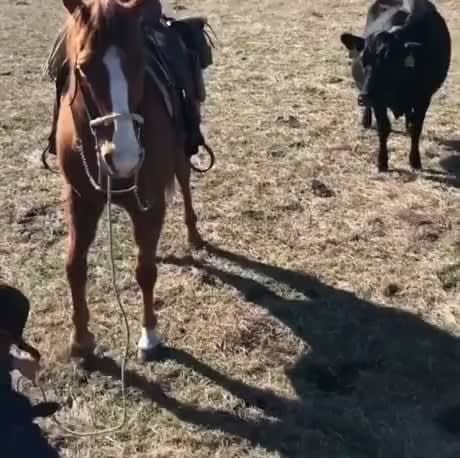 Horse protecting his cowboy during work