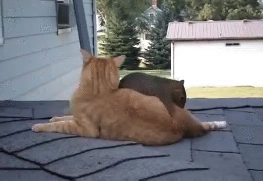 Cat and squirrel. Not something you see everyday.