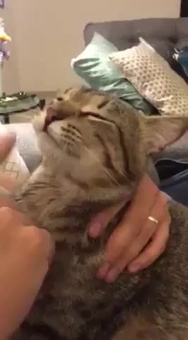 HMC while I getting some help from hooman