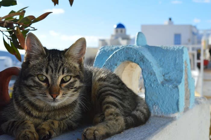 Mykonos' Super Paradise Beach Turns Into Killing Field For Stray Cats