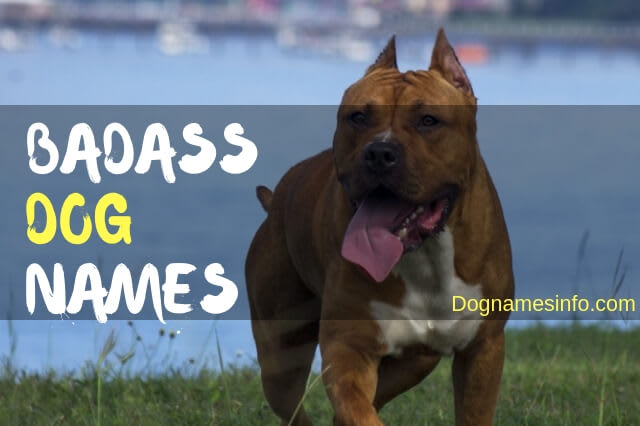 Badass Dog Names 2020 - Famous Names for Tough Male and Female Dog