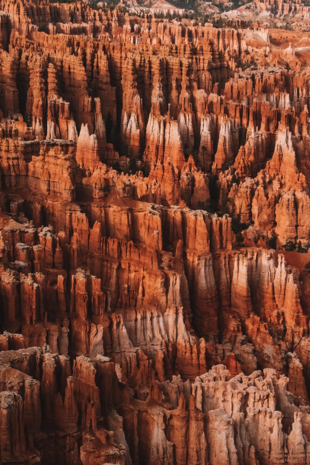 Bryce Canyon National Park's hoodoos basking in the late afternoon sun.
