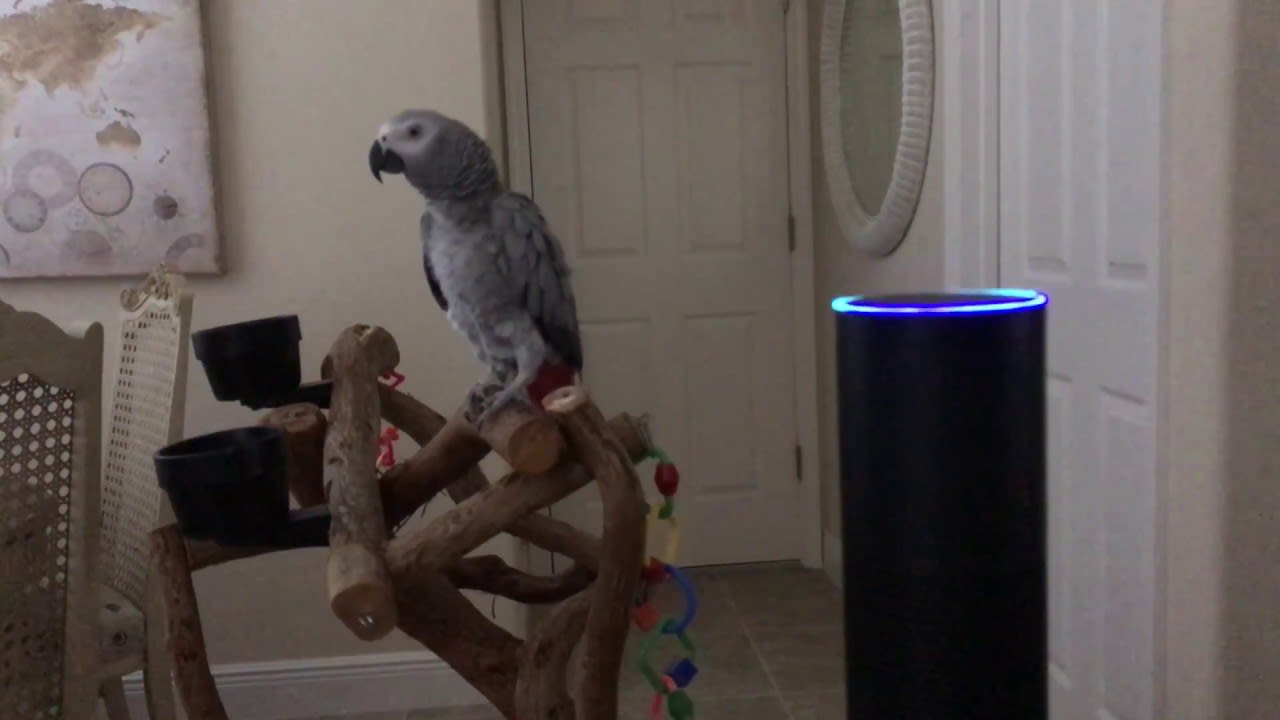 Petra the African Grey Parrot tells Alexa to turn all lights all
