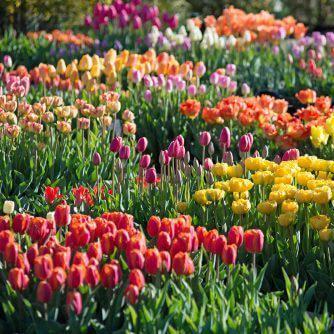 Planting Spring Bulbs in the Fall