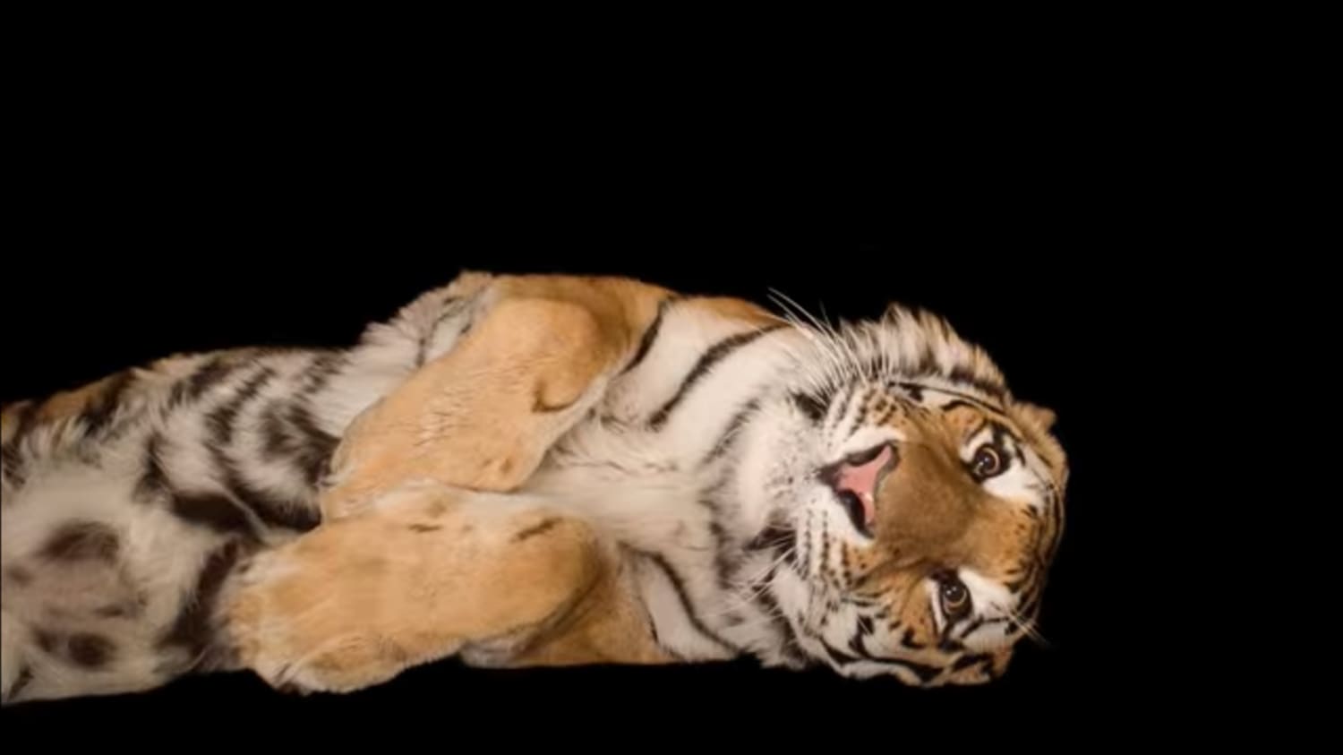 To Make a Tiger Photo-Ready, Just Spritz Some Perfume