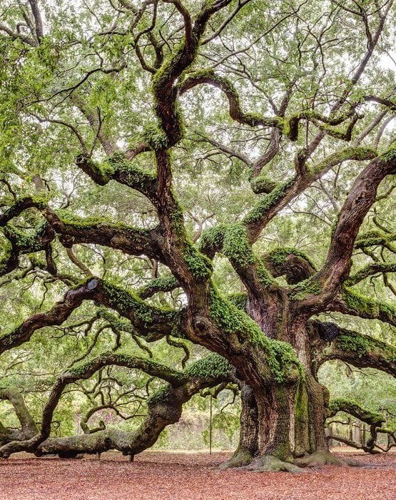 Gorgeous tree growing in the American South