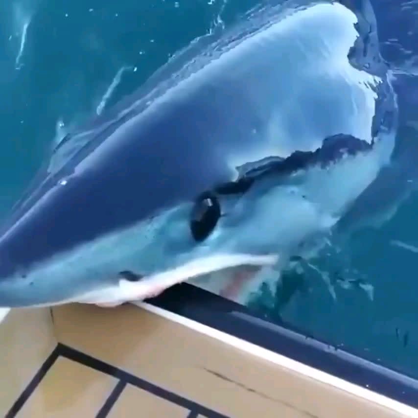 Shark nibbles on boat