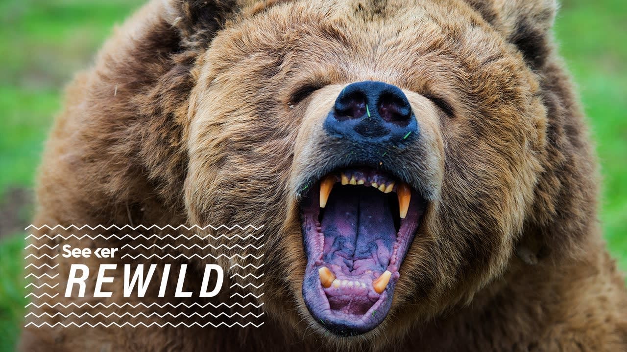 Grizzlies Are on the Move... Here's Why That's a Good Thing