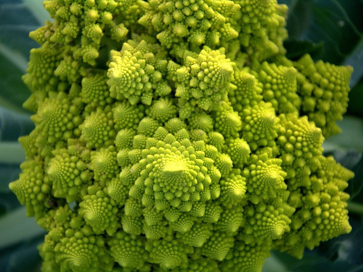 Inflorescence of a cabbage called romanesco resembling a mathematical ...