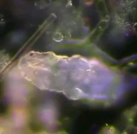 Microscopic Tardigrade walking through algae.