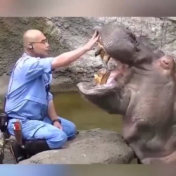 The Hippo Dentist