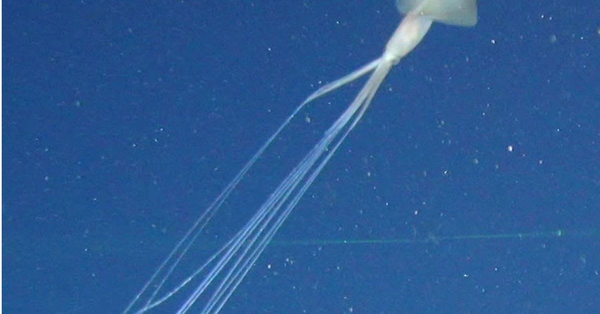 The strange and ethereal bigfin squid just showed up off the coast of Australia