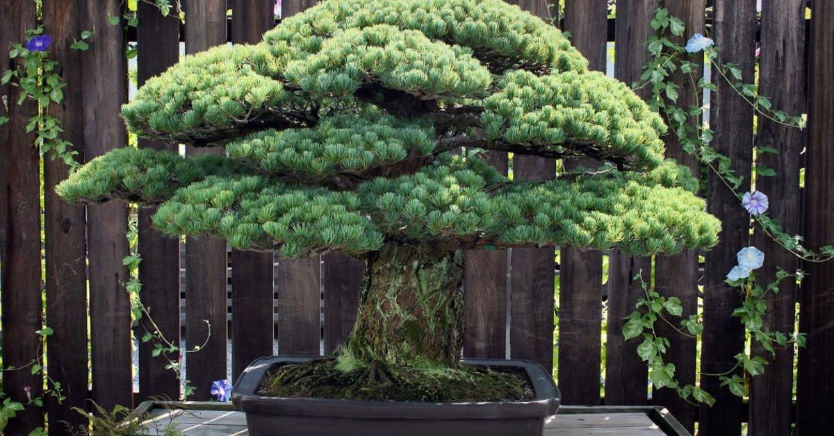 391-Year-Old Bonsai Tree Survived Hiroshima Bombings and Keeps Growing