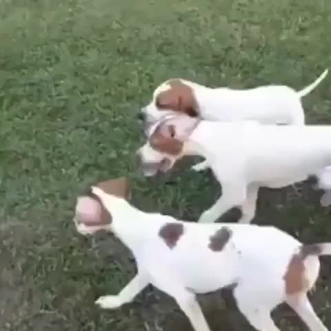 Pointer puppies when they see a feather