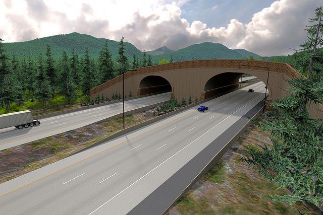 New Animal Overpass Is Already Protecting Critters in Washington State