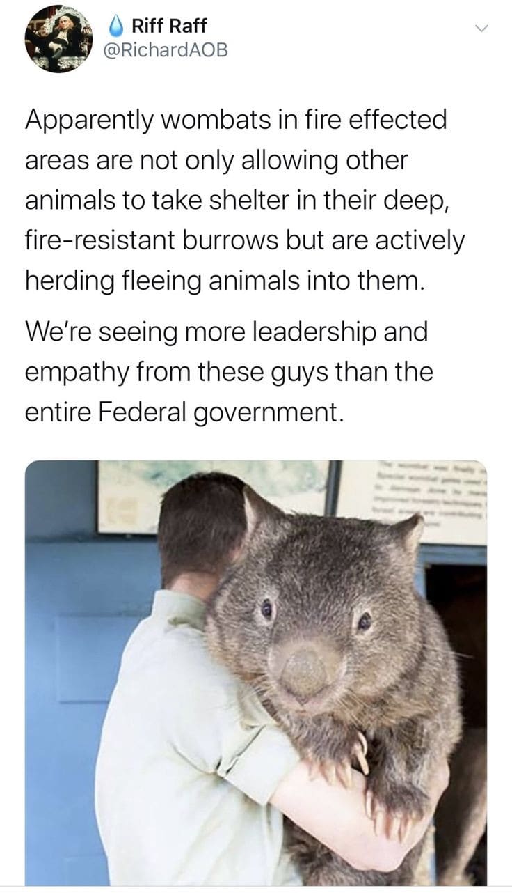 Wombats are wholesome