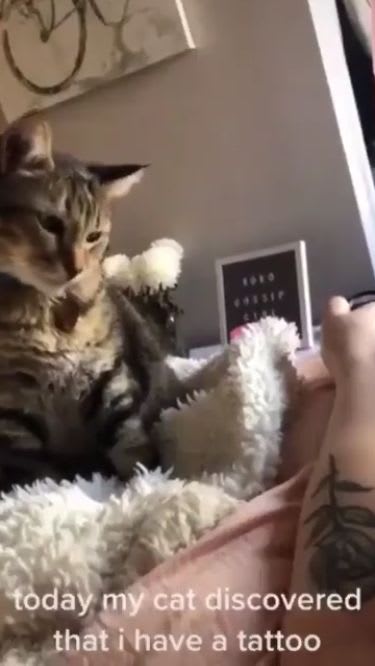 The cat discovered that his owner has a tattoo.