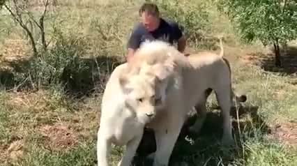 Man greeted by pride of lions that he raised when they were young.