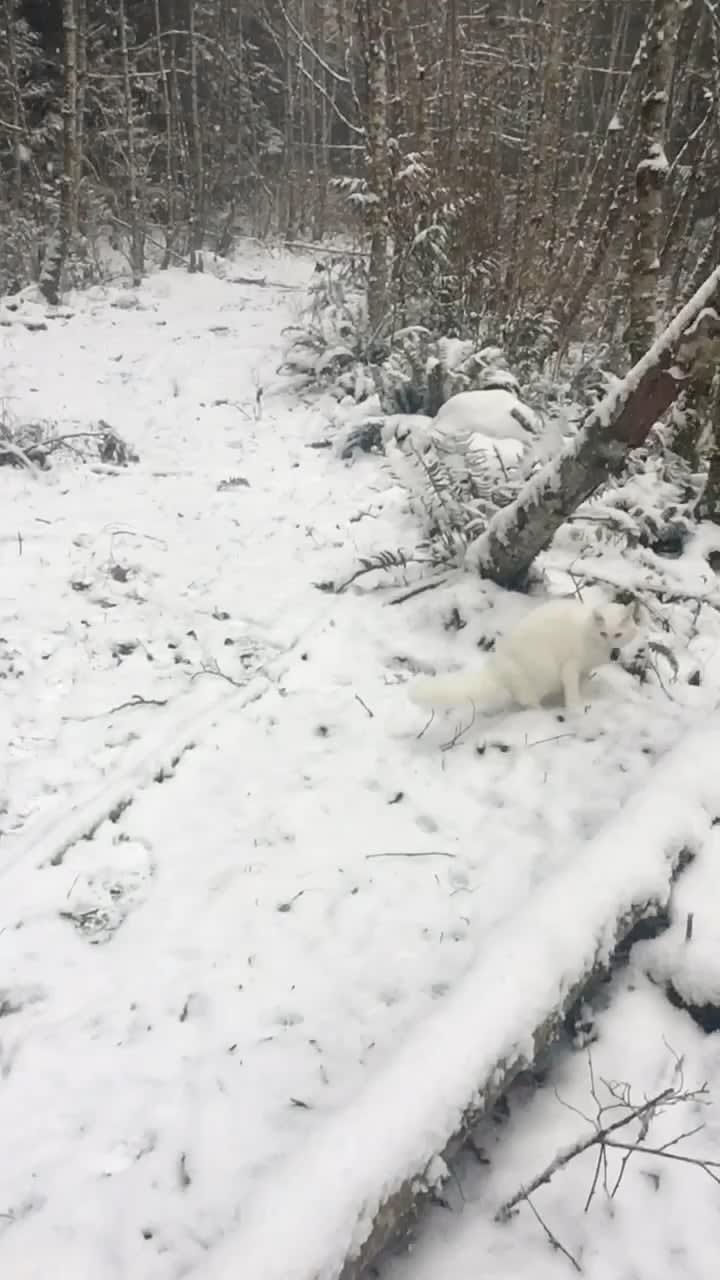 My fluffy boy loves the snow!