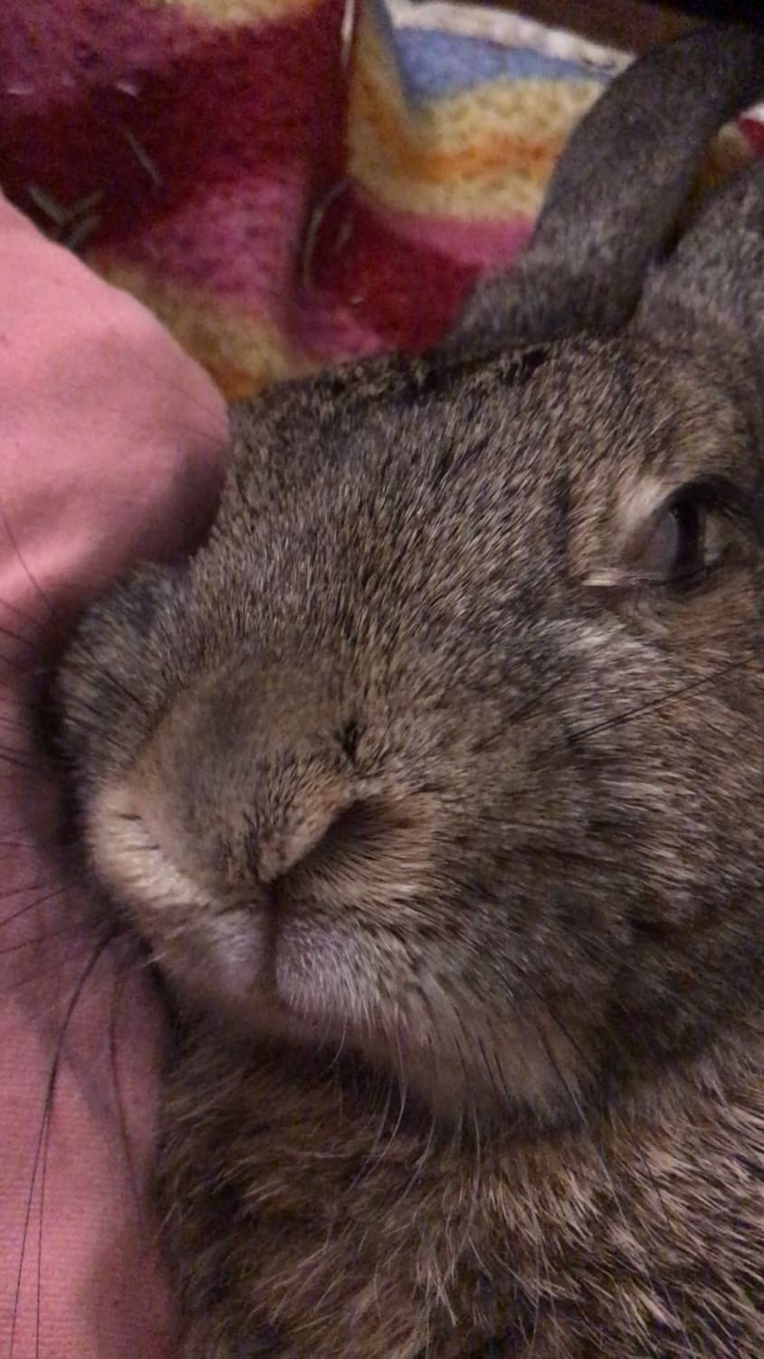 Day 5 of treating EC, day 3 of paresis/floppy rabbit syndrome. Here is some post-medicine parsley nomming from our sweet 12.5 year old bun. I know the Black Rabbit of Inle is whispering suggestions to him, but he’s not ready to leave us just yet. We may be making the call soon.
