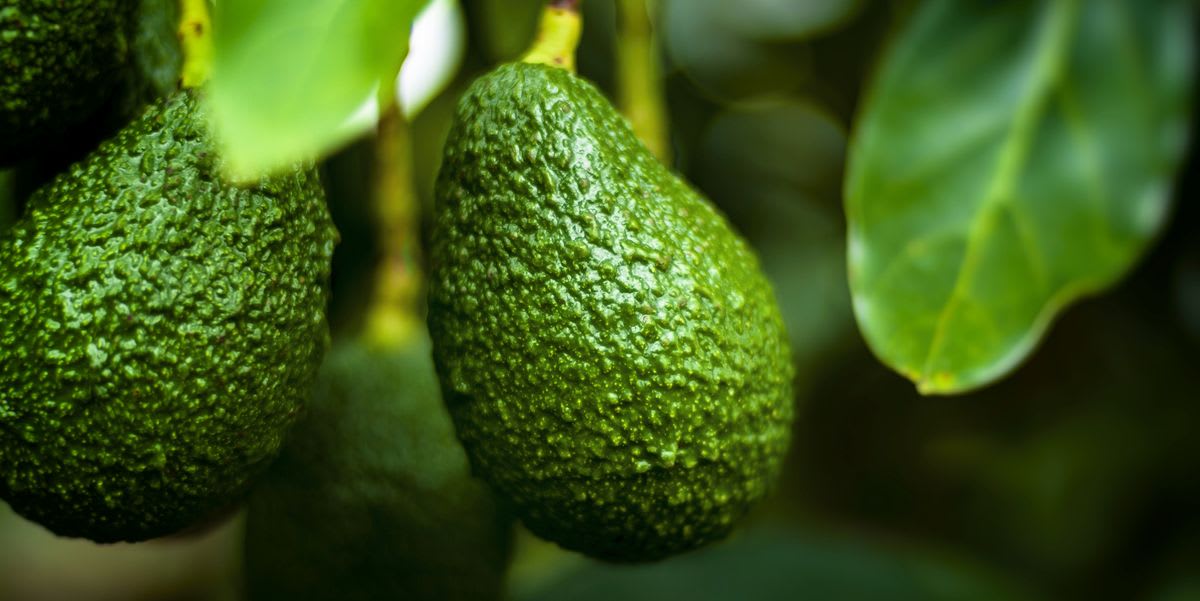 3 ways to grow an avocado plant from your shop-bought fruit
