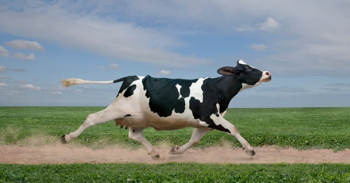 87 Cow Jokes, Puns, And Riddles That Are Udderly Amoosing
