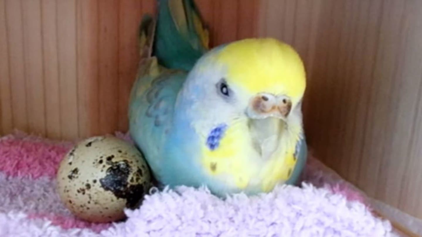 Pet Bird Adopts Store-Bought Egg That Actually Hatches