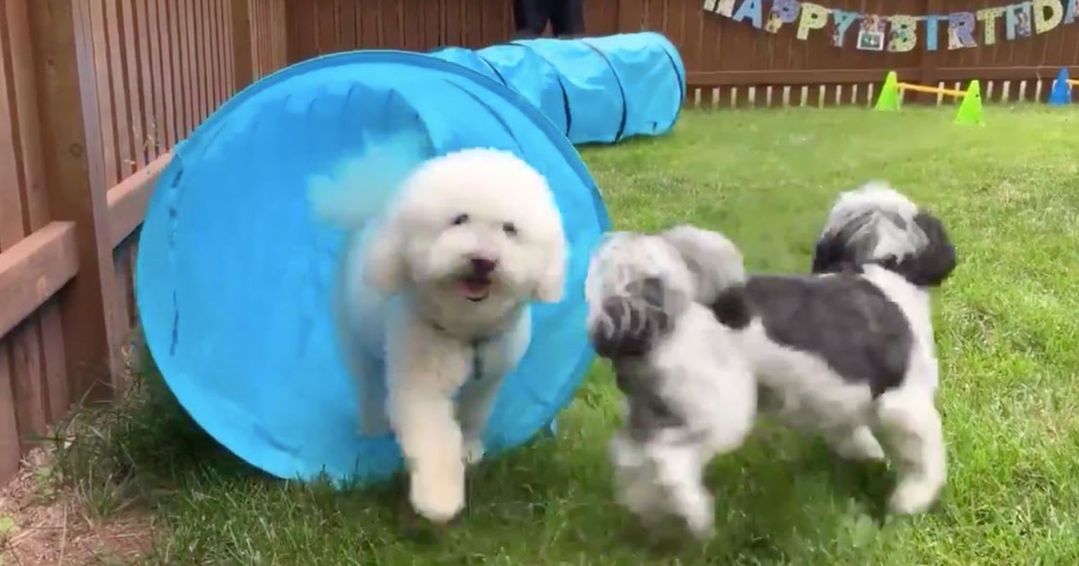Dog's birthday party puts most human parties to shame