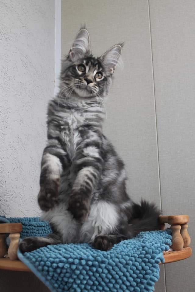 Cute baby Maine coon