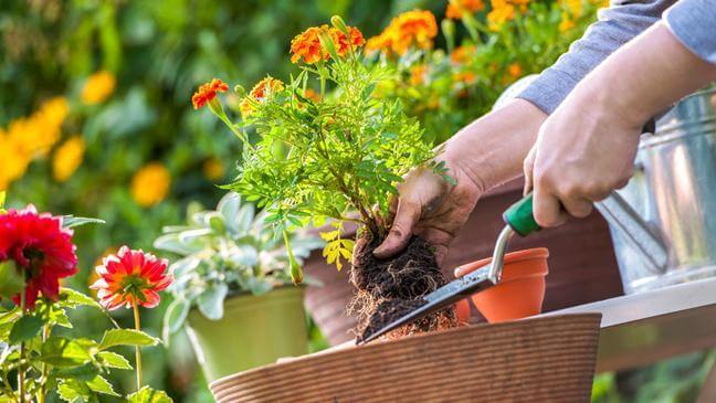 Useful House Gardening Tips For Beginners