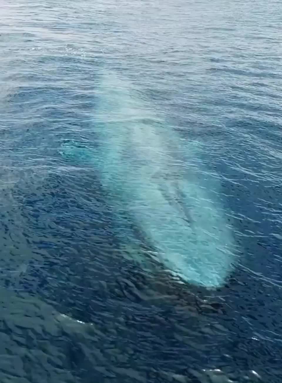 A whale blow hole