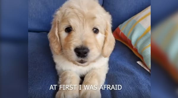 Dog Sings The Pet Version Of 'I Will Survive' During Quarantine