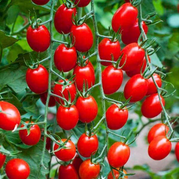How to Grow Tomatoes in your Garden?