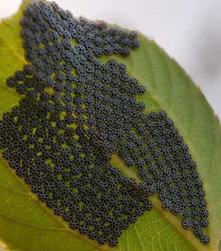 Butterfly eggs are tiny and look like 8 sided stars. This is a picture of them on a leaf.