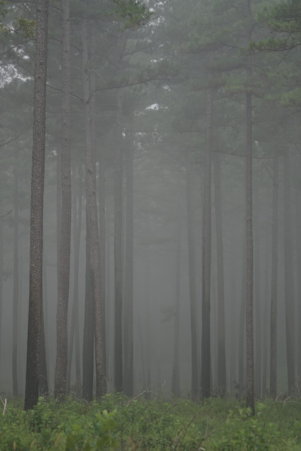Morning fog in the pines of Ozark National Forest, Arkansas