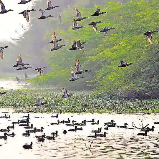 Over 25,000 birds arrive at Okhla Bird Sanctuary