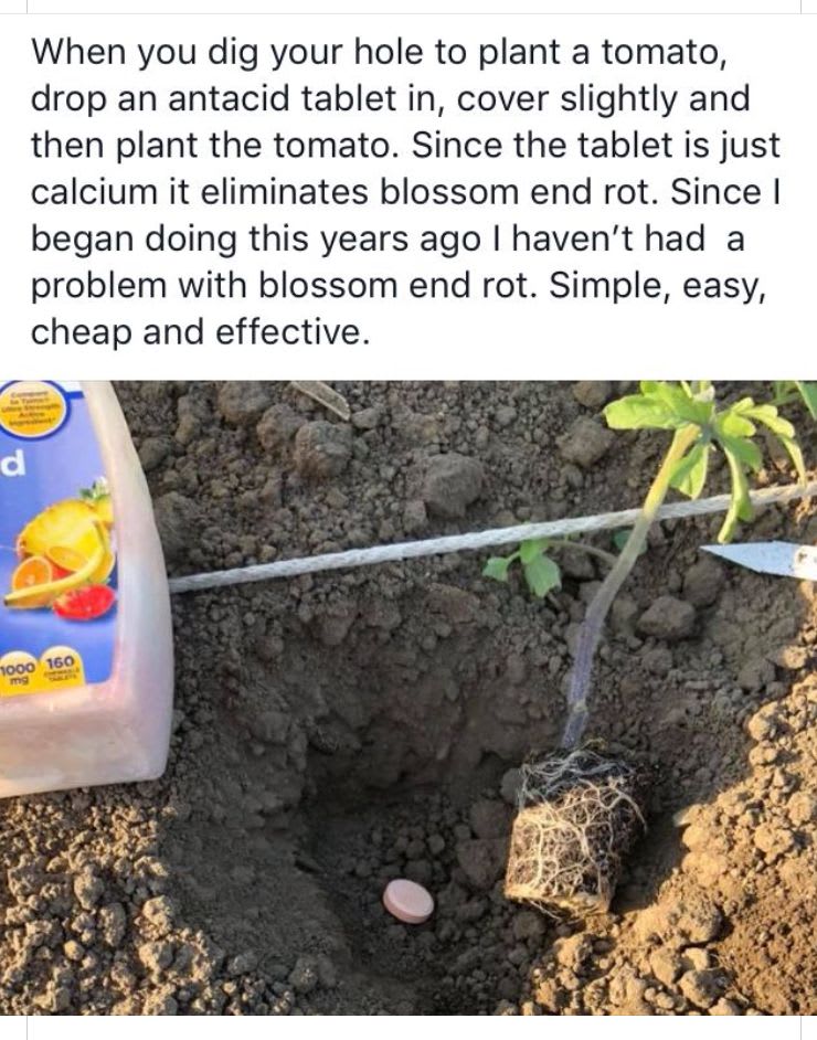 Eliminate blossoms rot with Tums! Plants, Home vegetable garden, Lawn and garden