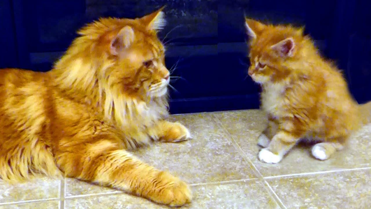 Huge Caring Maine Coon Dad Cat Scrupulously Washing His Little Cute Cub