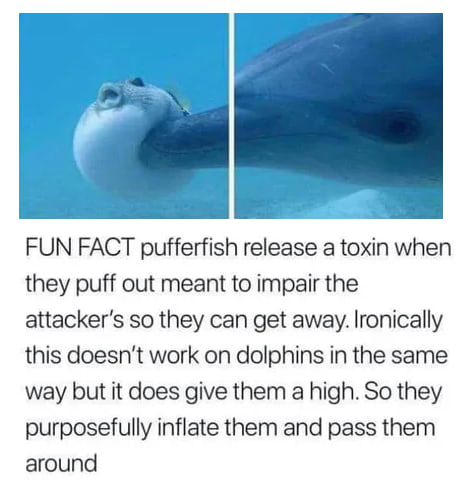 Literally passing a puff. Dolphins Use Pufferfish to Get High
