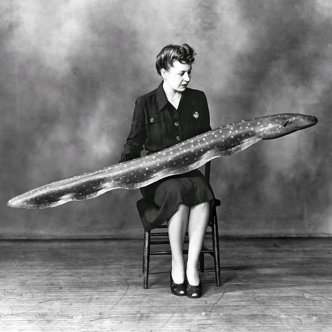 These delightful shots capture the Field Columbian Museum's researchers posing with the museum's taxidermy. Mrs Helen Moyer holds a model of an eclectic eel in 1947 and in 1938 an unnamed man is holding a frilled shark. :