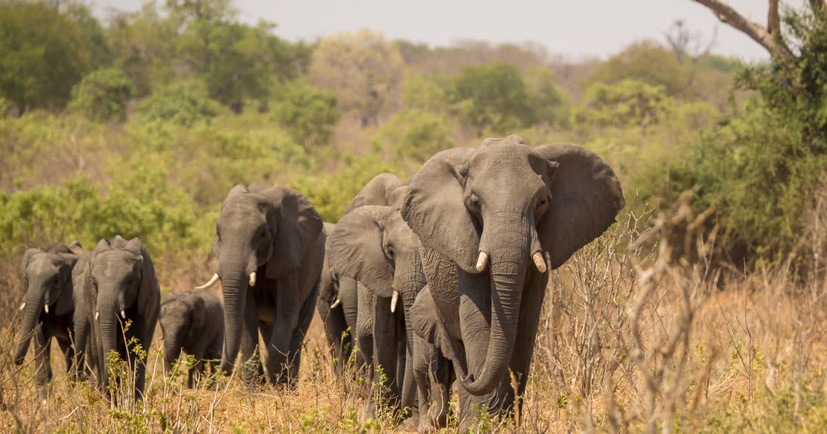 Why an ancient organism is killing elephants at an alarming rate