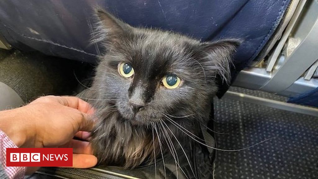 Missing cat found 1,200 miles from US home